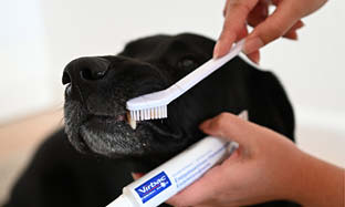 Kom igång med tandborstning